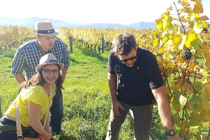 Private Guided Marlborough Wine Tour From Picton NZ - Photo 1 of 7